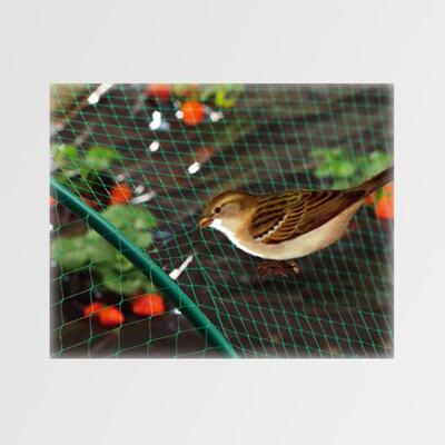 Síť proti ptákům - zelená | M200 2x10m